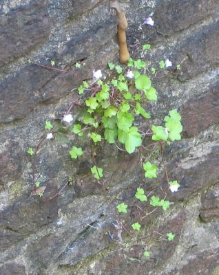 determined plant